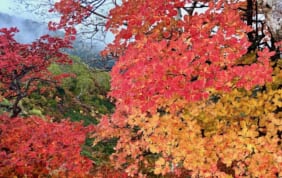 アルペンルートと秋の北アルプス絶景の旅