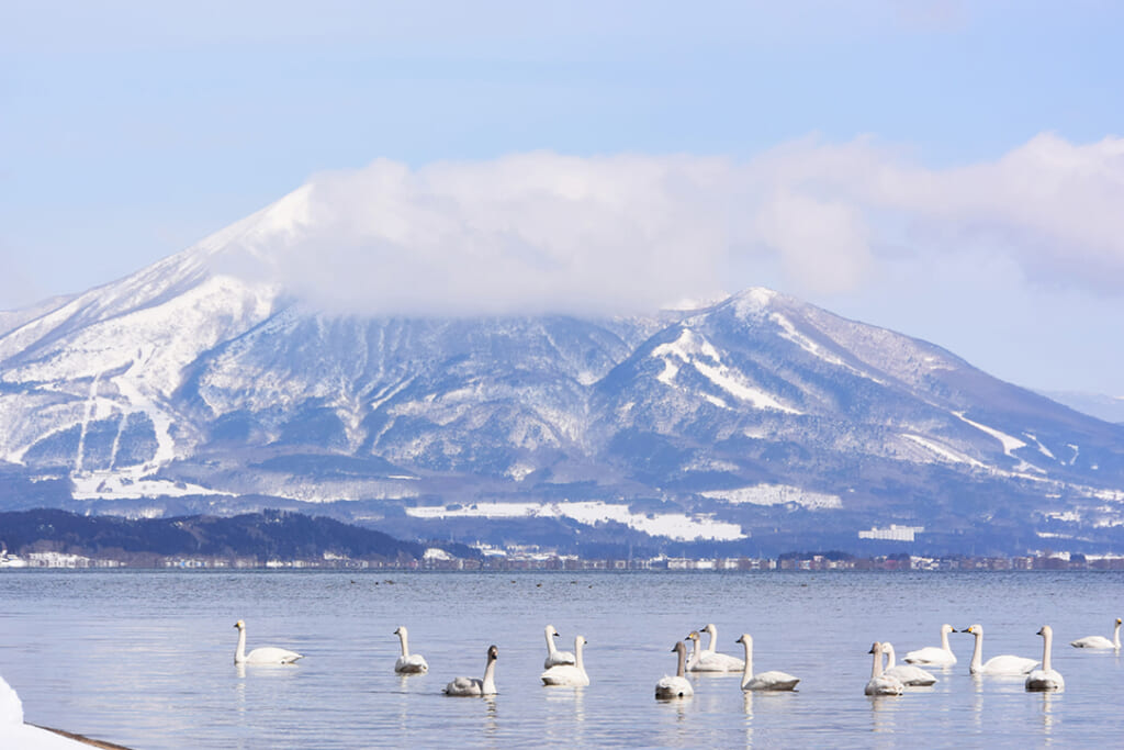 会津 猪苗代湖の白鳥と蔵王の樹氷 3日間 ワールド航空サービス