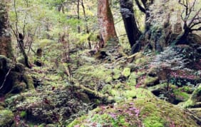 １泊２日トレッキングと屋久島の原生林の旅