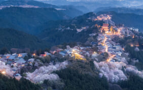 吉野山の桜（奈良）