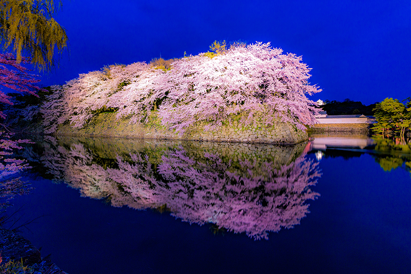 彦根城の桜 滋賀 旅のひろば ワールド航空サービス