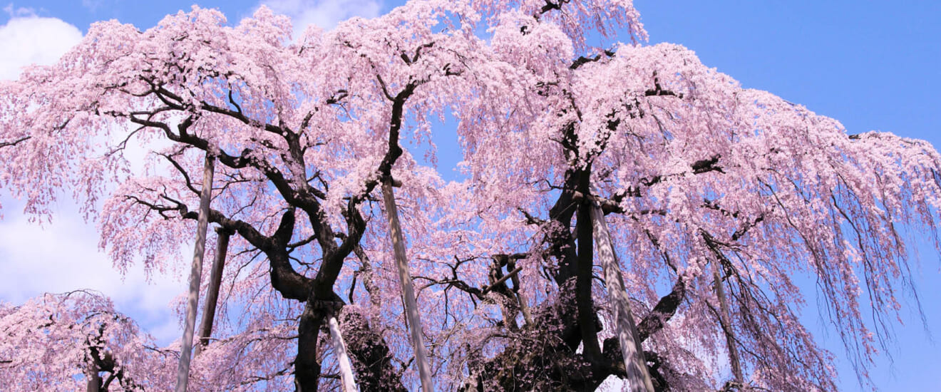福島 千本 桜 8595 福島 桜 千本 福島 千本 桜 8595 福島 桜 千本