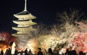 50周年特別企画Eコース　京都ゆったり滞在と大津の旅