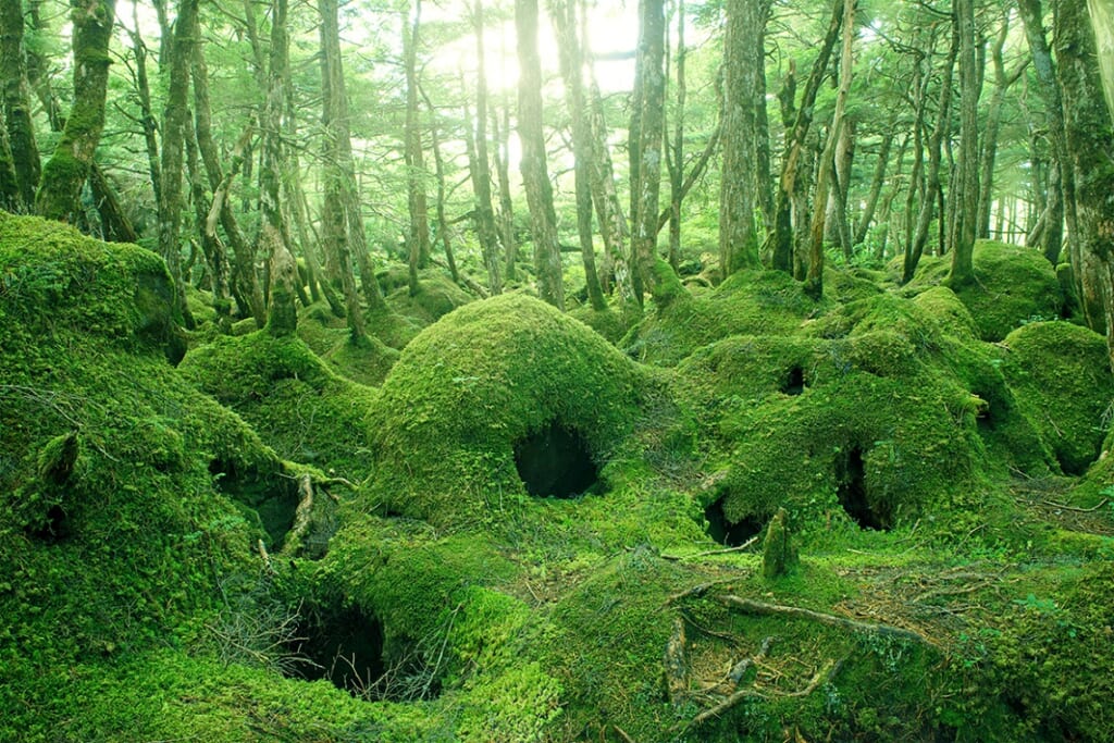 白駒池周辺の原生林 苔の森