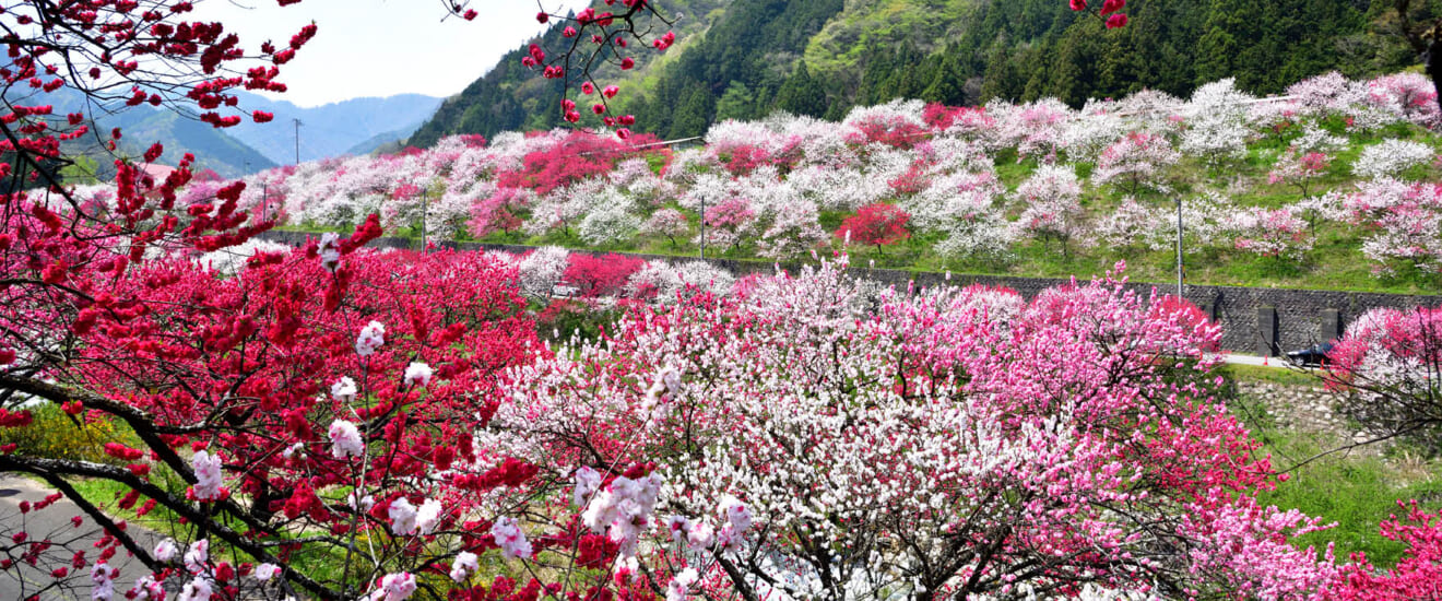 伊那谷の春景色　2つの桃源郷と柿其・阿寺渓谷の旅【3日間】