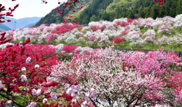 伊那谷の春景色　2つの桃源郷と柿其・阿寺渓谷の旅【3日間】
