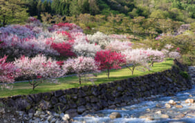 ミュンヘンがルーツ。阿智村の花桃（長野県・南信州）