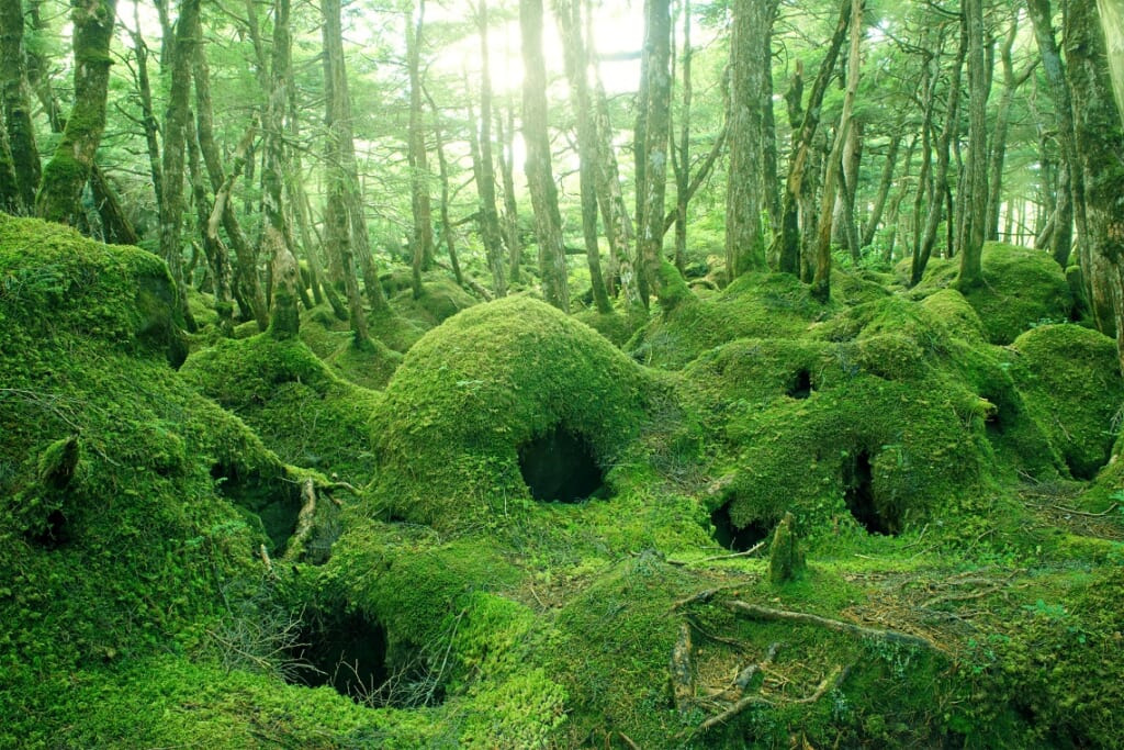 苔の森