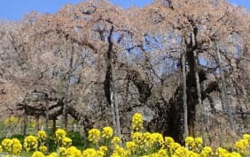 三春の滝桜と白石川の一目千本桜　福島・宮城　春景色