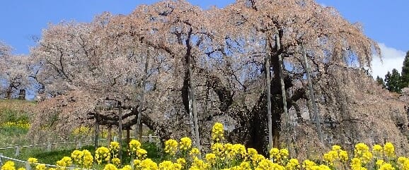 三春の滝桜と白石川の一目千本桜 福島 宮城 春景色 旅のひろば ワールド航空サービス