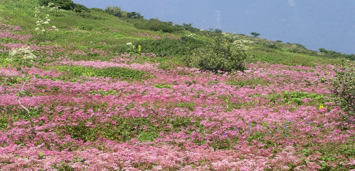 風土自然塾 旅 花の伊吹山と大津滞在の旅 6日間 ワールド航空サービス