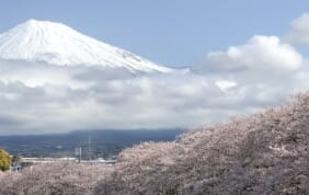 【帰着レポート】大井川鉄道ＳＬ列車と富士山麓の桜の旅