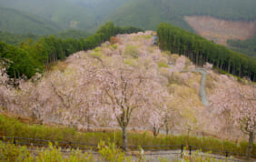 千本のしだれ桜　高見の郷　（奈良県東吉野村）