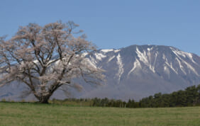 【帰着レポート】春景色 三陸の大絶景と<br>盛岡、平泉 花の旅