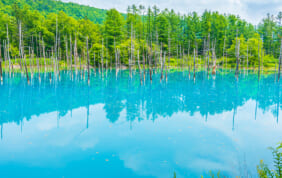 青い池　（北海道・美瑛町白金）