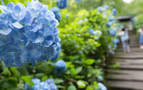 紫陽花寺　鎌倉　明月院