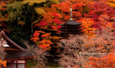 秋の特別拝観を楽しむ　紅葉の大和路と奈良のまち歩き【5日間】