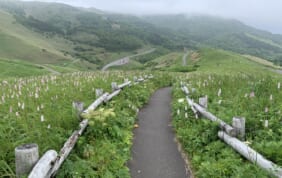 【帰着レポート】利尻・礼文とサロベツ湿原の旅【５日間】