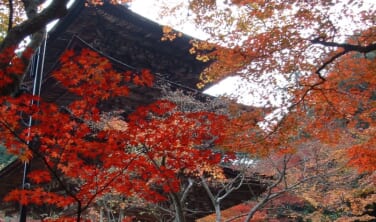 紅葉の絶景を楽しむ　秋の近江・琵琶湖ホテル4連泊滞在の旅【5日間】