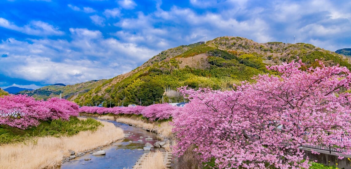 早春の河津桜と日本平ホテル宿泊の旅【3日間】 ワールド航空サービス