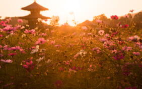 奈良　秋の花　コスモスの名所