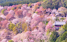 日本桜旅&春の旅