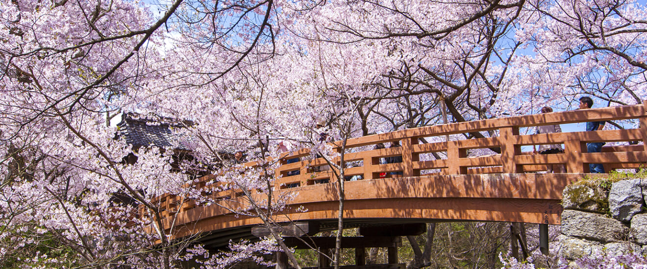 信州の春景色　高遠(たかとう)桜とあんずの里【３日間】