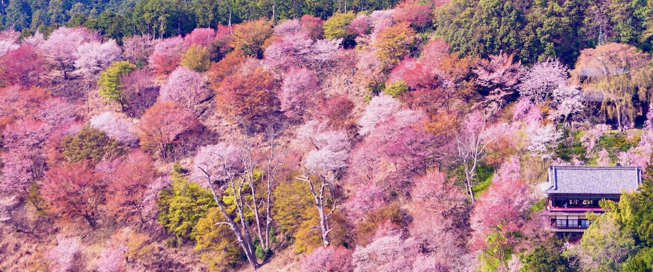 宿泊して楽しむ　吉野の桜と宇陀の春景色【4日間】