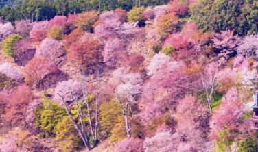 奈良吉野の春景色　竹林院群芳園と「青き秘仏」特別開帳の旅【4日間】