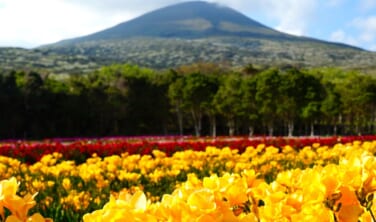 フリージアの季節に訪れる　八丈島・三宅島の旅【4・5日間】