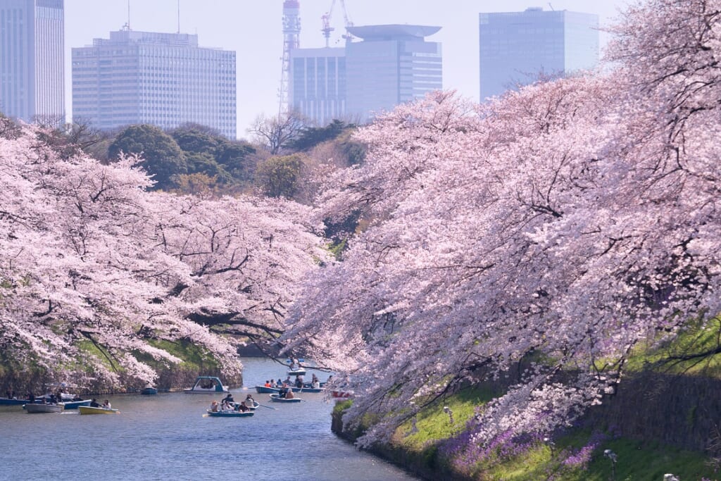 と 淵 千鳥 は ヶ 2022年 千鳥ヶ淵