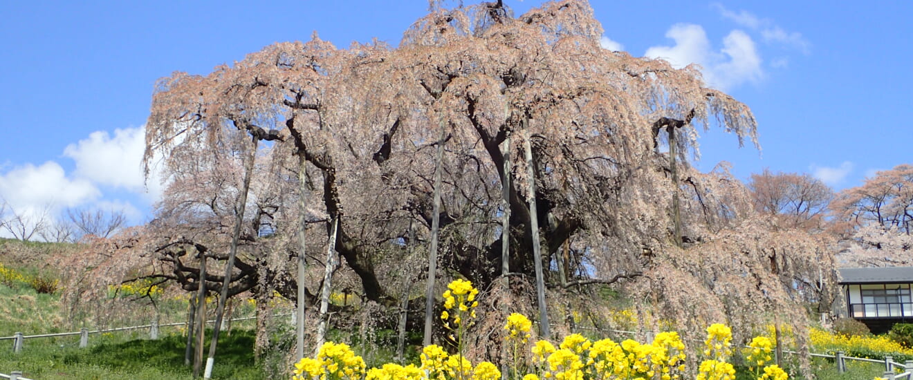 南東北の春景色 置賜（おきたま）さくら回廊と古典桜の里【4日間】