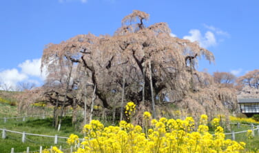 南東北の春景色 置賜（おきたま）さくら回廊と古典桜の里【4日間】