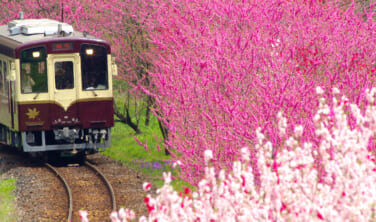 わたらせ渓谷鉄道と花風景の旅【3日間】