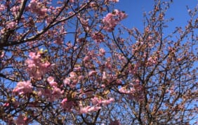 【帰着レポート】早春の河津桜と日本平ホテル宿泊の旅 3日間