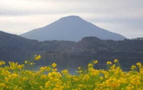 一足早い春景色を訪ねて　屋久島・種子島と菜の花の指宿