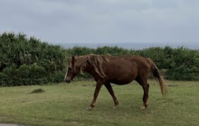 【帰着レポート】台湾までわずか111キロ、日本の最西端へ　謎の与那国島　神秘の旅