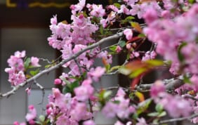 花の古刹でカイドウを楽しむ　（神奈川・鎌倉）