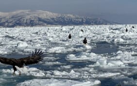 【帰着レポート】羅臼流氷クルーズと「青の絶景」摩周湖の旅　６日間
