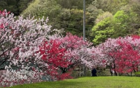 日本一の桃源郷　阿智村（長野）