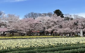 【帰着レポート】春の八ヶ岳高原音楽堂　「横山幸雄ピアノ・リサイタル」と諏訪大社の旅　４日間