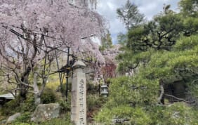 都をどりと春を楽しむ京の歳時記　5日間
