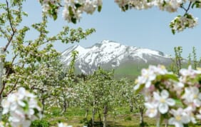 リンゴとともに生きる町　弘前を味わう（青森）