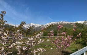 安曇野から白馬へ北アルプス山麓の春風景　４日間
