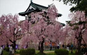 【帰着レポート】北東北の春景色 下北・津軽と弘前さくらの旅