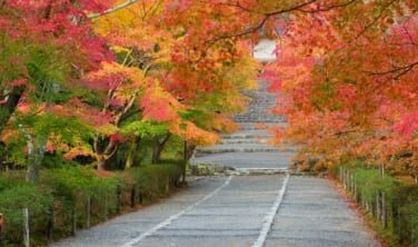 二尊院「紅葉の馬場」特別拝観と秋に色づく京の雅を訪ねて【4日間】