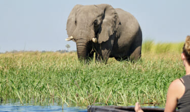 ボツワナ・オカバンゴ湿地帯とモレミ鳥獣保護区の旅【10日間】