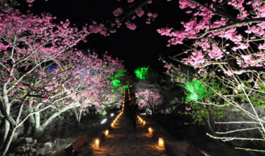 遥かなる琉球Bコース　日本一の早咲き桜とやんばるの森【5日間】