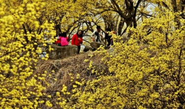 博多港発　韓国の古都を訪ねて　旬の食と春景色を楽しむ旅【5日間】