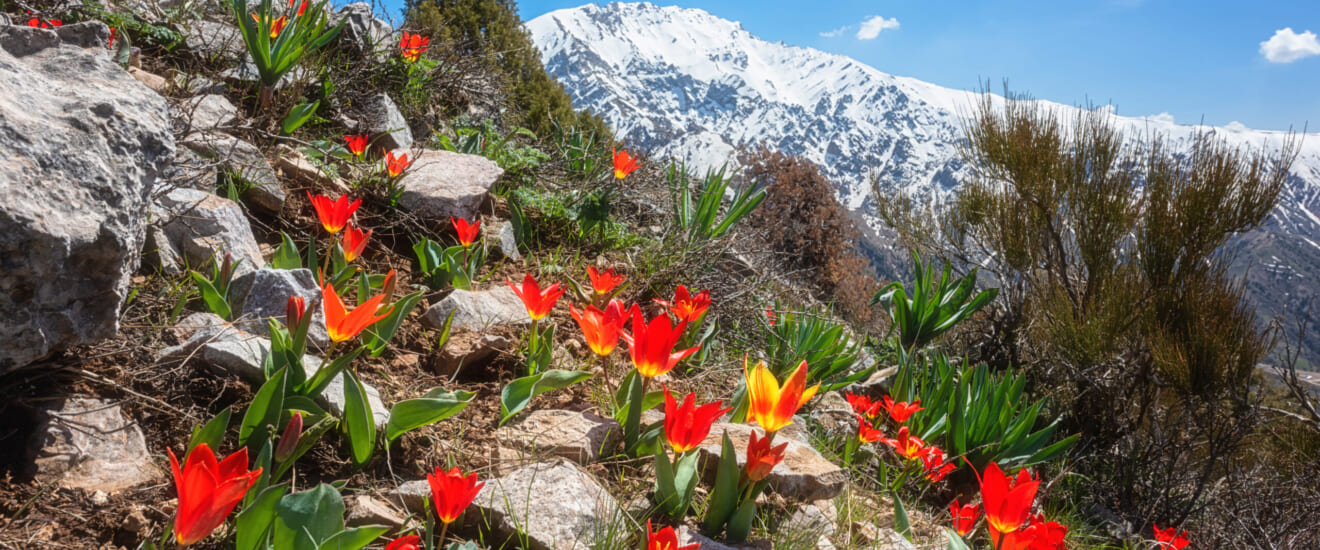 春の天山山脈　花盛りの中央アジアを訪ねる旅【8日間】